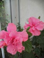 Hibiskus Pflanze Rheinland-Pfalz - Neuwied Vorschau