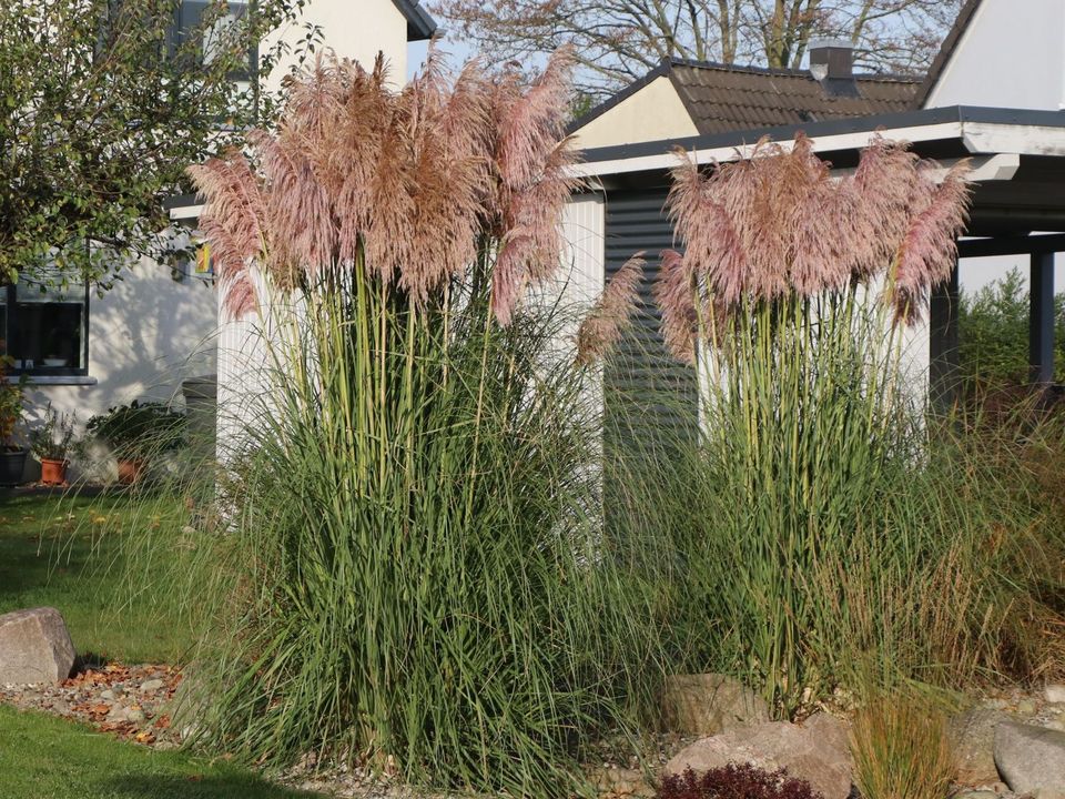 Amerikanisches Pampasgras Garten Sichtschutz Pflanze rosa weiß in Heiden