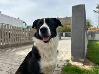 Loui sucht seinen Hundeprofi Bayern - Nittenau Vorschau