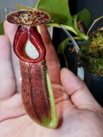 Nepenthes glandulifera x Trusmadiensis Berlin - Neukölln Vorschau