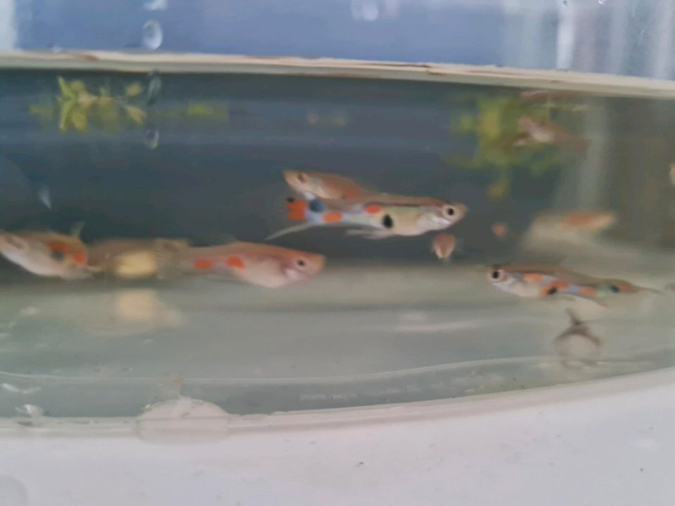 Endlerguppys in Lautenthal