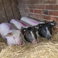 Schweinefleisch Biofleisch Niedersachsen - Clenze Vorschau