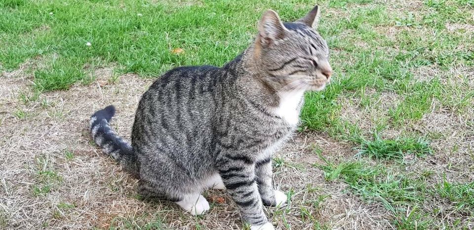 Katze ( Kater ) entlaufen 03.09.18 Titz Rödingen in Aldenhoven