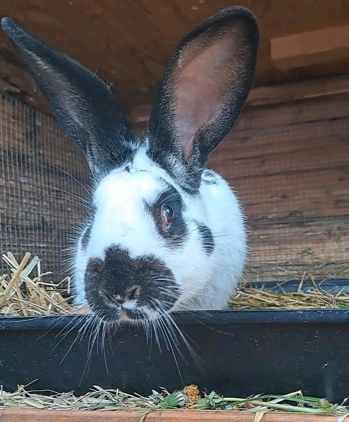 Riesenschecke Bock, Kaninchen in Schleiden