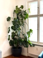 Monstera XXL Gro? Berlin - Charlottenburg Vorschau