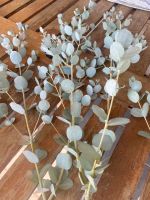 Eukalyptus Äste  Trockenblumen siehe Bild Rheinland-Pfalz - Gierschnach Vorschau