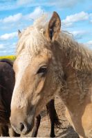 Jetz günstiger! Curly Horse Hengstfohlen aus '23 palomino farbig Nordrhein-Westfalen - Brakel Vorschau