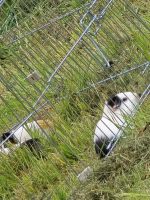 Meerschweinchen m/w Hessen - Flieden Vorschau