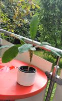 Madagaskar Spuckpalme Juwel Zimmerpflanze Euphorbia Hessen - Bad Homburg Vorschau