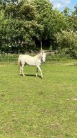 Reitbeteiligung an Pony Nordrhein-Westfalen - Remscheid Vorschau