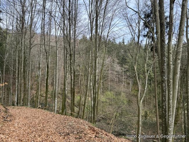 Naturnahe Investition: Waldgrundstück in Schaufling bietet langfristige Rendite und ökologische Wertsteigerung! in Schaufling