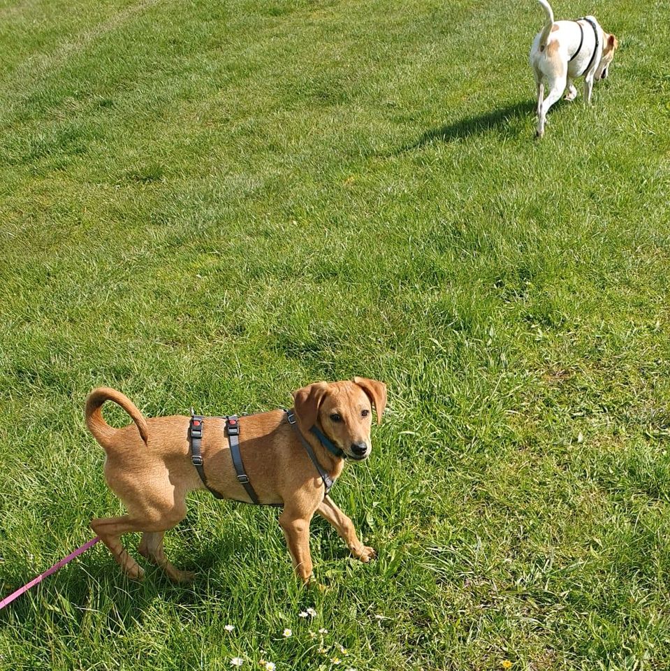 Welpe JACK, 4 Monate, mag Hunde, Katzen & Menschen, Labradorgröße in Wetzlar