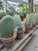 Opuntia Ficus indica Feigenkaktus 30-40cm im Porzellantopf Nordrhein-Westfalen - Nordkirchen Vorschau