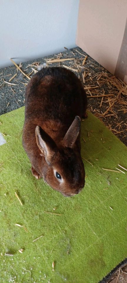 Zwergrex Castorfarbig in Geroldsgrün