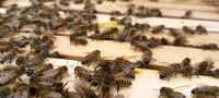 Bienen, Honigbienen, Buckfast, Wirtschaftsvölker, Ableger Hessen - Mörlenbach Vorschau