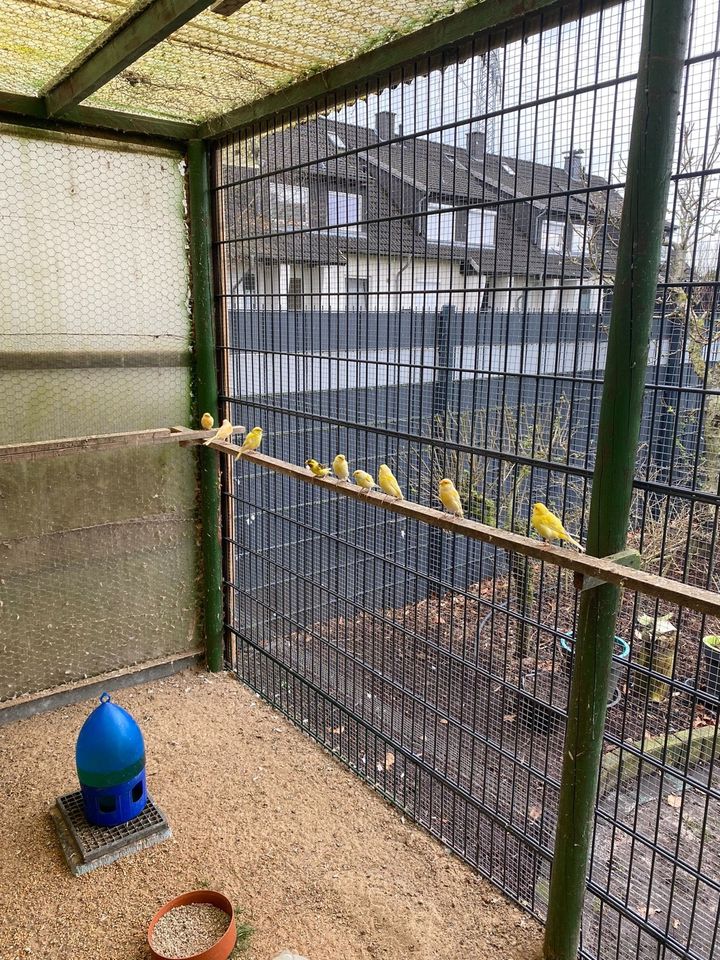Kanarienvögel abzugeben in Bremen