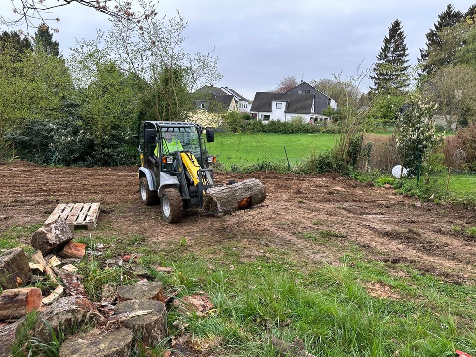 Baumfällung / Seilklettertechnik / Rodung / Fällung / Brennholz in Leichlingen