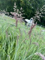 Sommerwiese  für Ponys 24h Weideplatz Nordrhein-Westfalen - Much Vorschau