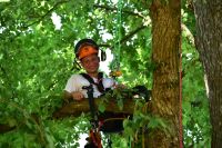 Baumpflege-Baumfällung-Baumschnitt-ausgebildeter Baumpfleger Nordrhein-Westfalen - Brühl Vorschau