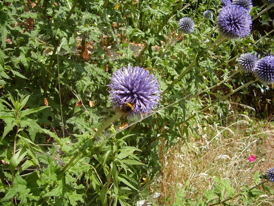30 Samen Kugeldistel blau Bienen Bienenfutterpflanze * winterhart in Nordendorf