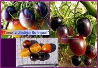 ♥ Blaue Tomate Indigo Kumquat tropischer Geschmack,samenfest,selt Eimsbüttel - Hamburg Schnelsen Vorschau