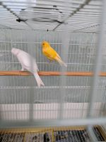 Kanari vogel gelb und blau Kr. München - Oberschleißheim Vorschau