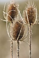 Distel  Bienenfreundlich Parchim - Landkreis - Banzkow Vorschau