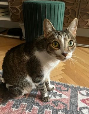 Hope Handicat sucht ganz besondere Menschen in Ingolstadt