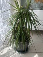 Dracaena Pflanze Nürnberg (Mittelfr) - Oststadt Vorschau