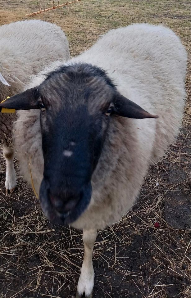 Schafbock -reinrassiges Rhönschaf- abzugeben in Gerwisch