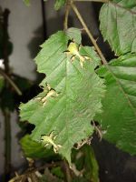 Wandelndes Blatt Phyllium philippinicum Nordrhein-Westfalen - Leverkusen Vorschau