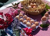 Frische Land Eier aus privater Hobbyhaltung Sachsen-Anhalt - Osternienburger Land Vorschau