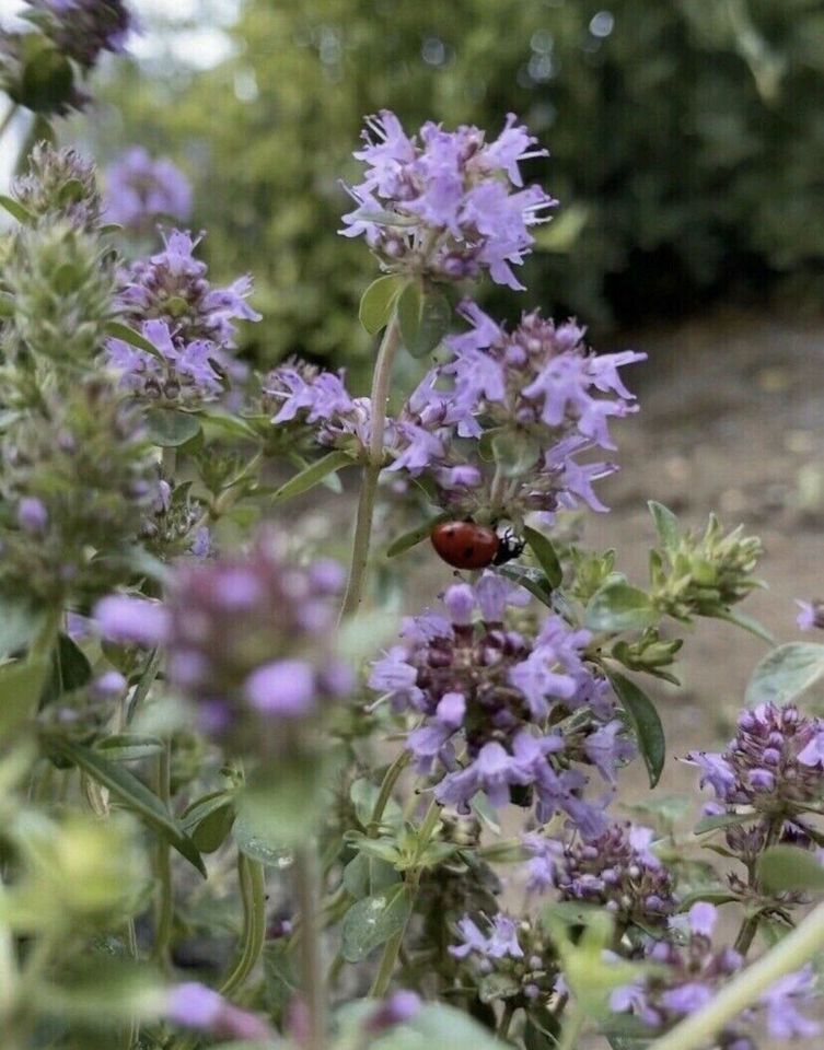 SUCHE Garten, Wiese um Nieder-Olm in Nieder-Olm