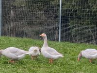 Fränkische Landgans Landgänse Gans Ganter Gänse Bayern - Oberstaufen Vorschau