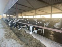 Herdenmanager/in und Melker/in  für 500 Kühe Güstrow - Landkreis - Warnow Vorschau