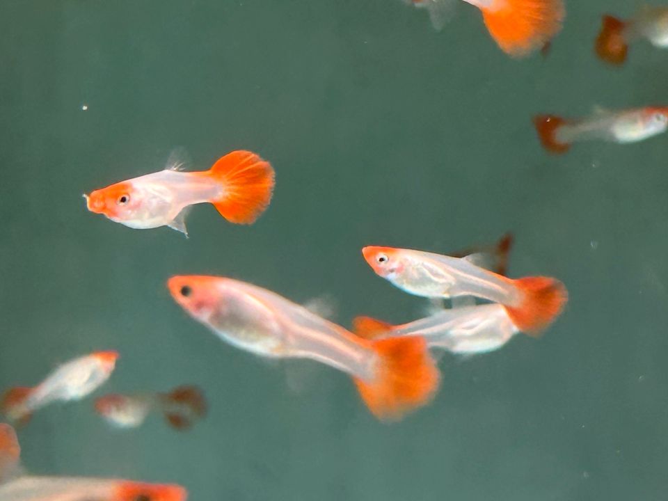 Koi Red Cap  Guppy 3-3,5cm  Männchen u. Weibchen in Rangendingen