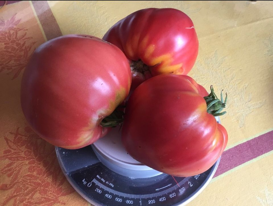 Tomatenpflanzen in Lohne (Oldenburg)