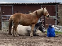 Paddocktrail für Wallache - entspannte Herde, familiär Nordrhein-Westfalen - Rahden Vorschau