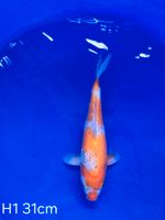 Koi Goshiki 31cm H1-53 Nordrhein-Westfalen - Wadersloh Vorschau