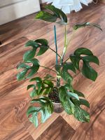 Rhaphidophora Tetrasperma Variegata Mint (Monstera Minima) Bayern - Geisenfeld Vorschau