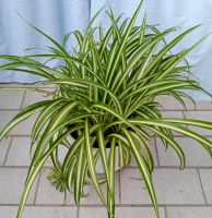 Gr. Pflanze Grünlilie Chlorophytum 40cm Zimmerpflanze Grünpflanze Niedersachsen - Bad Münder am Deister Vorschau