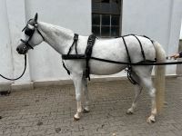Einspänner Brustblattgeschirr Geschirr Pony Brandenburg - Schlieben Vorschau