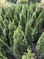 Thuja Smaragd Lebensbaum 90-110 cm im Topf / Heckenpflanzen Baden-Württemberg - Obersulm Vorschau