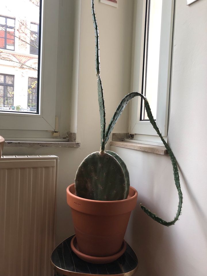 Kaktus, ca. 1m hoch in Köln