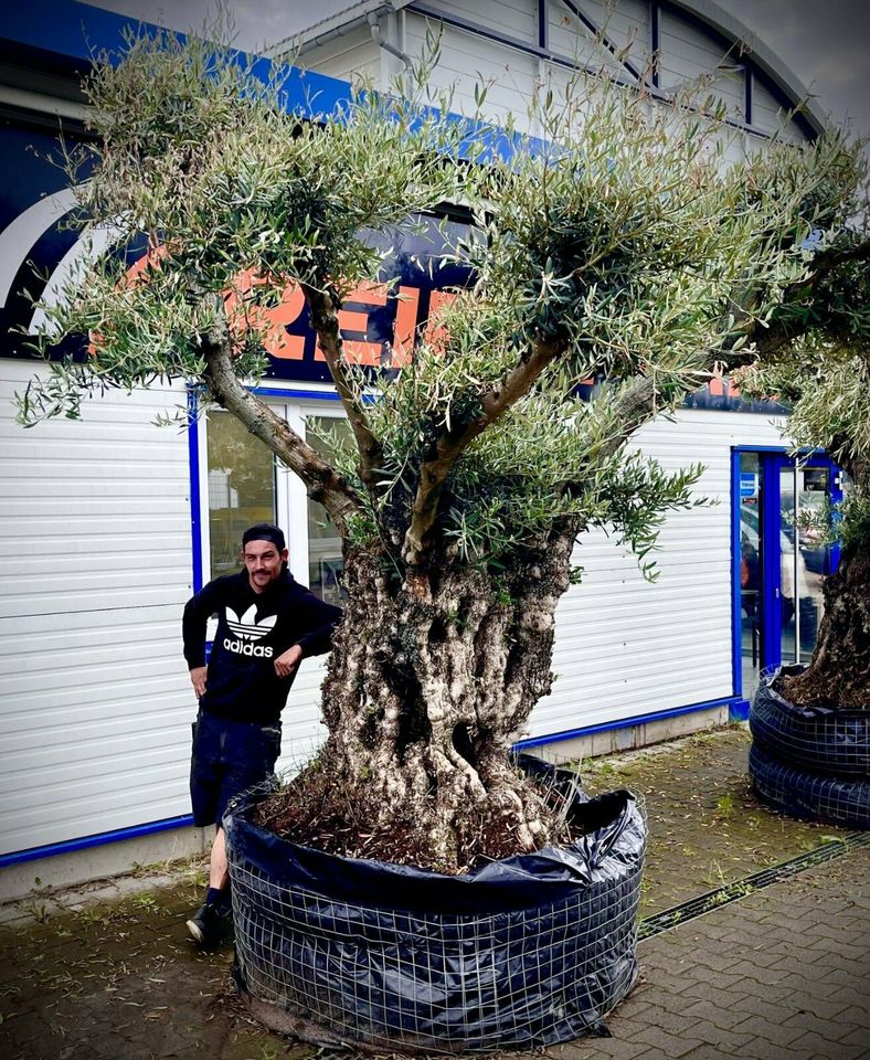 Olivenbaum Olive Winterhart Olea Europaea Höhe 270 cm in Ettenheim