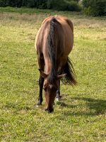 Stute von 2021 polnisches Warmblut Schleswig-Holstein - Ellingstedt Vorschau