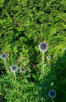 Veitchs-Kugeldistel 'Veitchs Blue'Echinops ritro 'Veitchs Blue' Sachsen - Großharthau-Seeligstadt Vorschau