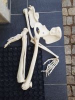 Komplett Extremitäten Skelett Teile fur Anatomie Bayern - Freilassing Vorschau