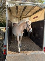 Showmaster Halfter Größe Pony Bayern - Höchberg Vorschau