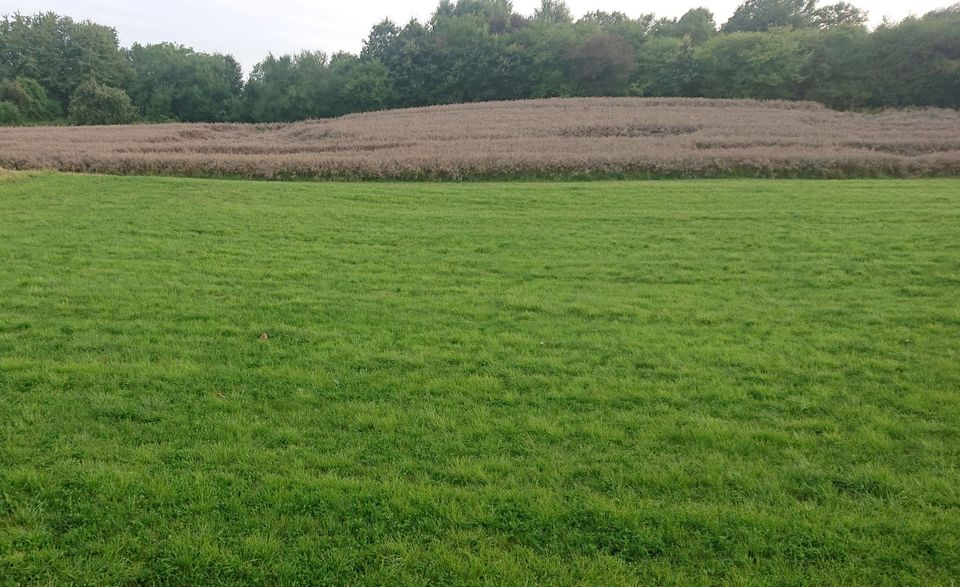 Streuobstwiese / Grundstück / Wiese in Wiesbaden Naurod gesucht in